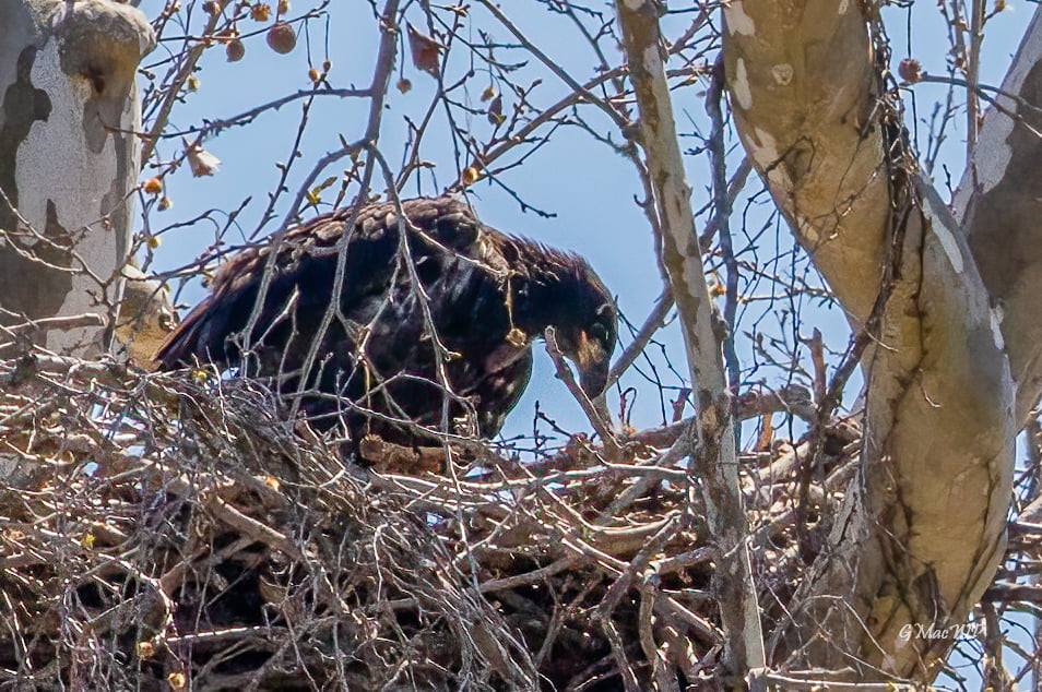 MCNBC photo/Greg McMullin This photo by wildlife photographer Greg McMullin is from March 3, 2021, showing a eaglet in the nest. The Nature Center is holding a Name the Eaglet Contest to name this year’s eaglet, which is in the nest and getting ready to fly.