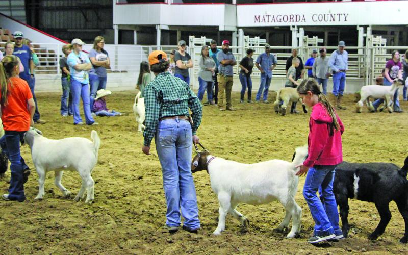Sentinel photo/Mike Reddell Matagorda County youngsters raising lambs and goats for show get some expert guidance from an expert at a lamb and goat clinic Saturday, Jan. 8, at the county fairgrounds.