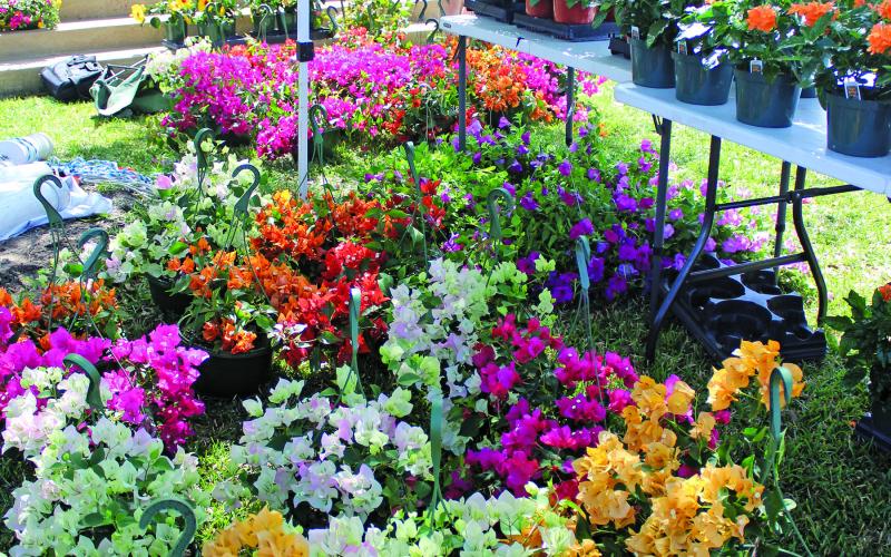 Sentinel photo/Jessica Shepard Landa's Back Porch Gardens, Inc. booth was overflowing with colorful blooms - giving Matagorda County Courthouse a swath of Spring hues - during this month's Matagorda County Trade Days, Saturday, April 23.