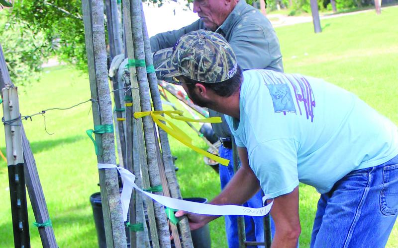 Sentinel photo/Jessica Shepard Lamar Evans, top, helps tree buyers at the chamber’s 58th Annual J.C. Lewis Live Oak Memorial Tree Sale April 22-23.
