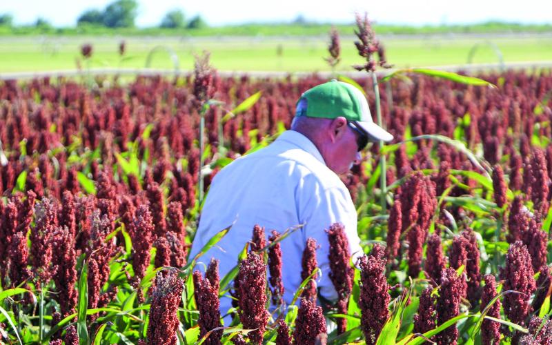 Sentinel photo/Mike Reddell A farmer examines a grain sorghum field as part of the 2022 Matagorda County Crop Tour Thursday, June 23. About 25 people were on the tour and heard speakers representing several aspects of agriculture.