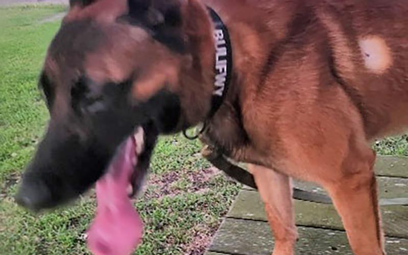 K9 Bulifwy