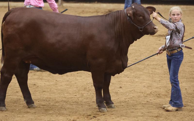 Contributed photo Kinsley Kubecka was 2022 NJSGS female Show Class 12 Winner at the National Santa Gertrudis Junior Heifer Show in Texarkana, Ark., June 24. Her heifer’s breeder is Wendt Ranches.