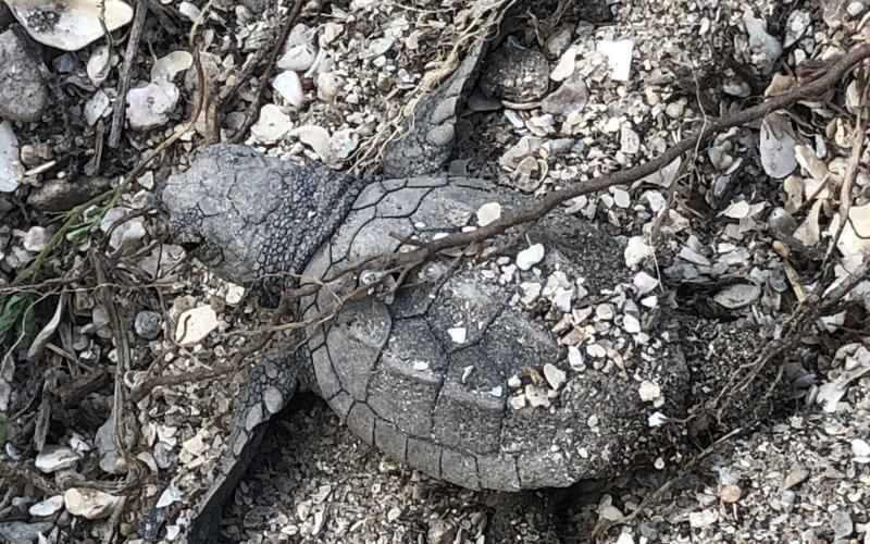 Emilee DeForest, Texas A&amp;M AgriLife Extension Turtle in nest.