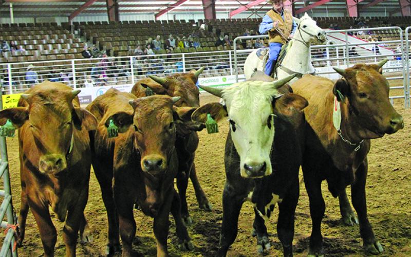 Sentinel Photo/Mike Reddell Mack McLeod helps judge team penning at the Matagorda County fair arena Saturday, Feb. 18, as part of the 79th Matagorda County Fair events.