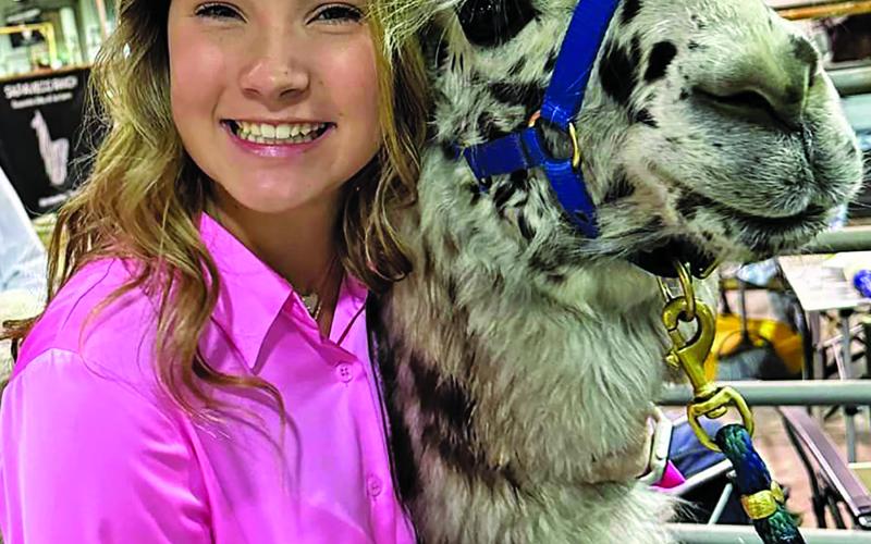 Courtesy photo Bay City High School students Landon Davis, Luis Perez and Meredith Williams participated in the Loan a Llama program at the Houston Livestock Show. This year’s Matagorda County Fair &amp; Livestock Association Fair Queen, Williams is shown with her Reserve Champion llama.