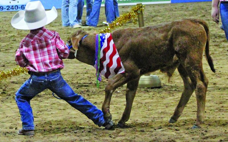 Sentinel Photo/Jessica Shepard The fair’s always popular Bucket Calf Show featured about 140 kids. The long-standing attraction is designed not only to thrill family but is considered an entry-level livestock show event that teaches kids responsibility in raising their animals.