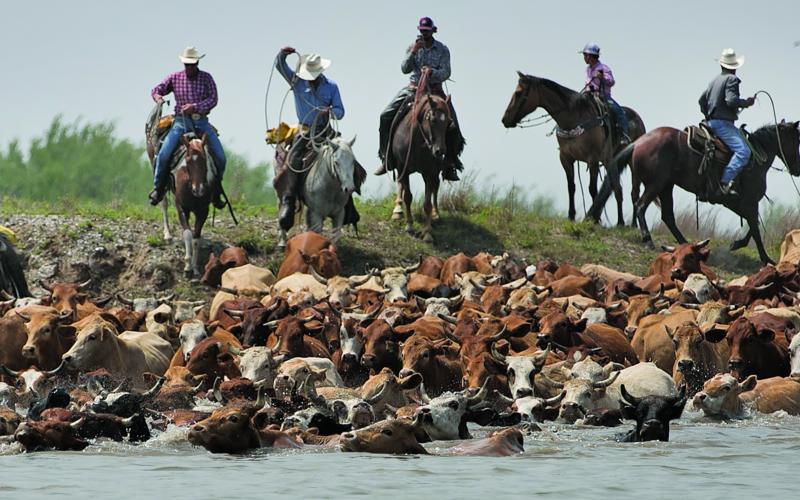Photo by Margaret Doughty The Huebner Bros. Cattle Co. has been driving cattle across the Colorado River in Matagorda for over 100 years. Recently, the cattle swam from their winter pasture on the Matagorda Peninsula and landed on the banks of Matagorda Bay Nature Park before heading to their summer pasture on the family’s ranch south of Bay City.