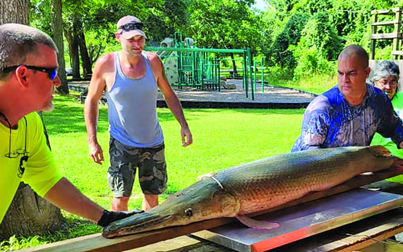 Courtesy photo The first weigh-in of the City Parks &amp; Recreation Department Riverside Fishing Tournament June 2-3 was this 108.4 pound Alligator Gar that was caught by Carlos Miranda. The winners of the Riverside Fishing Tournament were: 1st Place Alligator Gar – Youth - Marley Munson - 19.2 lbs; 1st Place Catfish – youth - Marley Munson - 4.3 lbs; 1st Place Alligator Gar – Adult - Carlos Miranda - 108.4 lbs; 1st Place Catfish - Wesley Martin - 20.2 lbs; and 2nd place Catfish - Ricky Munson - 3.4 lbs.
