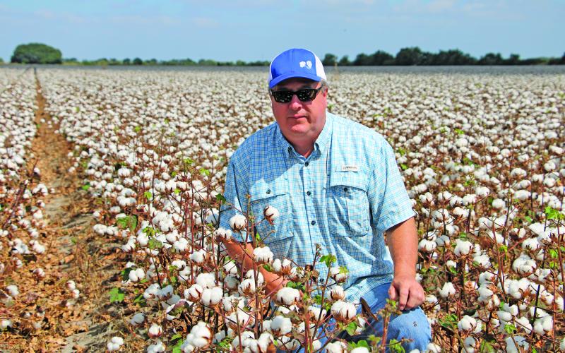 Sentinel Photo/Mike Reddell Cotton farmer Paul Sliva examines cotton crop on acreage north of Bay City.