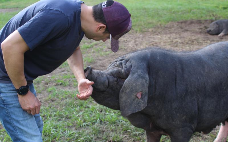Sentinel Photo/Jessica Shepard Councilman Ben Flores provides an inside look at ‘right to farm’ swine operation in south Bay City.
