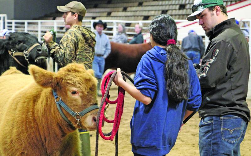Sentinel Photo/Mike Reddell A young exhibitor talks with a showmanship judge on showing her steer, as exhibitors participated in steer, lamb/goat and swine clinics at the Matagorda County Fairgrounds Saturday, Jan. 6. The clinics sharpen exhibitors’ showmanship skills in controlling and showing animals in the arena. The Matagorda County Fair Junior Livestock Show will begin Feb. 27 through Feb. 29.