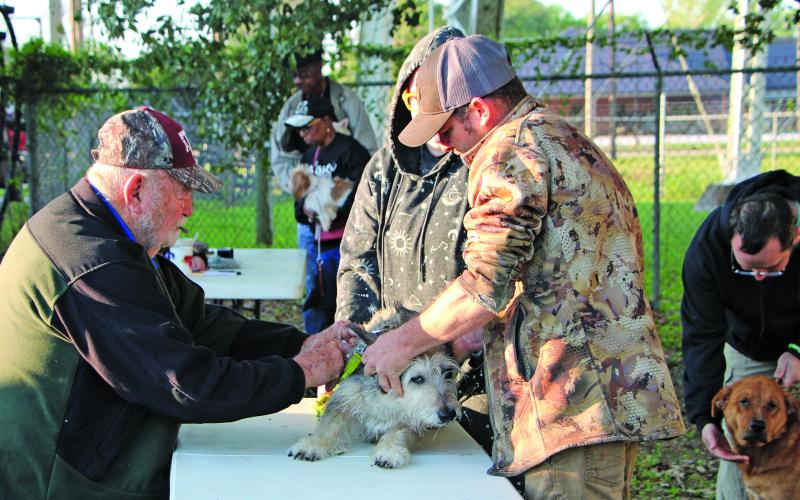 Sentinel Photo/ MaLinda Reddell Dr. Jim Devant administers a rabies vaccination to one of many dogs at last Saturday’s rabies clinic at Liberty Park. The 26th Annual Spring Rabies Vaccine Clinic is sponsored by Devant’s clinic and Bay City Feed.