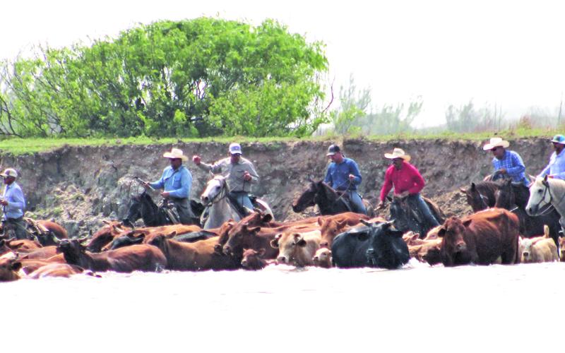 Sentinel Photo/Jessica Shepard  Cowboys herd Huebner Cattle Drive (top and bottom) into the Colorado River across from LCRA Matagorda Bay Nature Park. Riders on the other side of the river will move the cattle into a nearby pen near Jetty Park.