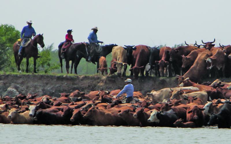 Sentinel Photo/Mike Reddell Cowboys help push the cattle drive across the Colorado River last week as part of annual Huebner Cattle Drive.