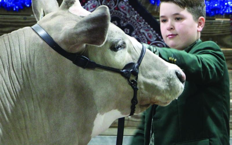Sentinel Photo/MaLinda Reddell Reese Busby, with El Maton 4-H showed the Matagorda County Fair and Livestock Association's Livestock 2025 Reserve Grand Champion steer.