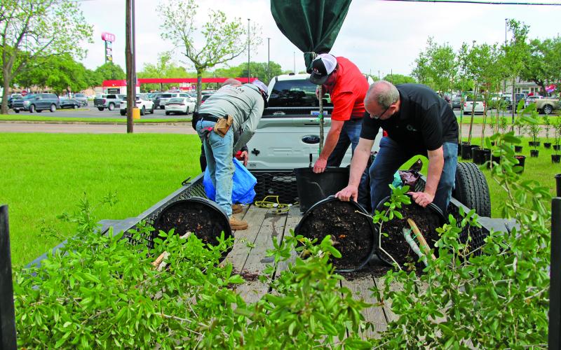 Sentinel Photo/Mike Reddell Getting four oak trees ready for travel across county was an effort at the Bay City Chamber of Commerce &amp; Agriculture’s 61st Annual J. C. Lewis Oak Memorial Tree Sale” Friday, April 18. The trees are provided by A-Team Landscaping and the four trees pictured above were purchased for Hawley Cemetery, midway between Blessing and El Maton.