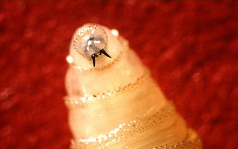 Screwworm larvae New World Screwworm (NWSW)