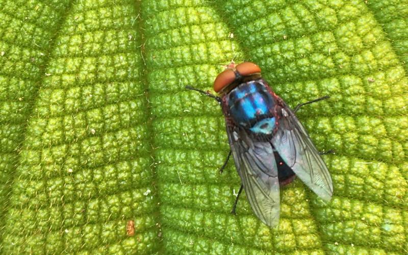 Screwworm fly New World Screwworm (NWSW)