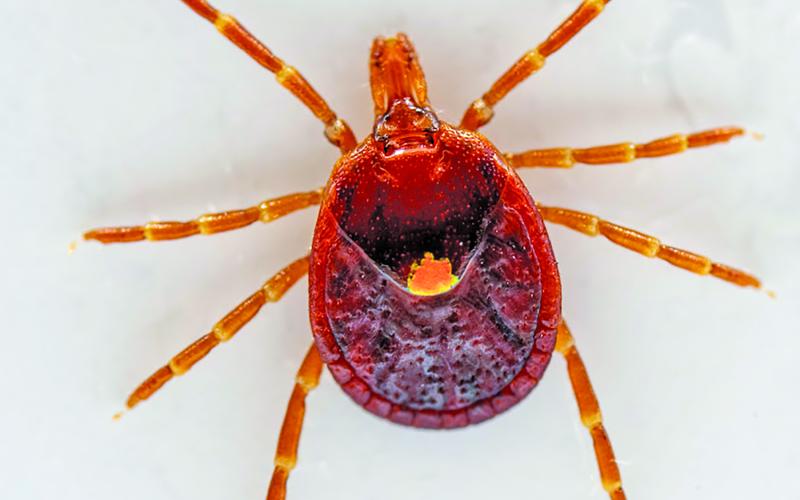 The Lone Star tick is possibly the most iconic human biting tick and is recognizable for its iridescent spot on the back of a female adult tick. (Michael Miller/Texas A&amp;M AgriLife)
