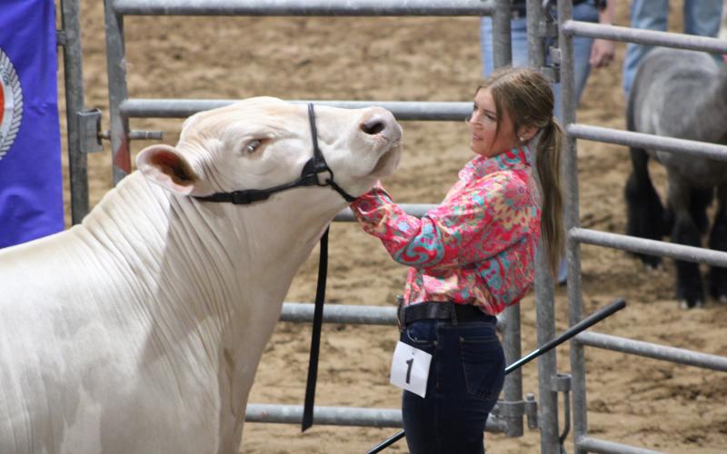 Sentinel Photos/MaLinda Reddell Matagorda County Fair &amp; Livestock Association's Livestock 2026 Grand Champion steer was shown by Van Vleck FFA member Laynee Matchett.
