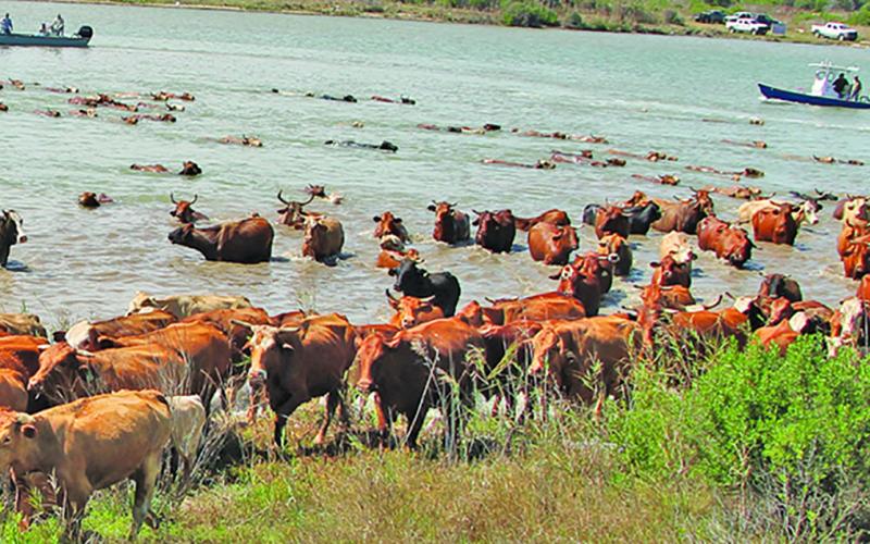 The recent spring Huebner Family Cattle Drive near the mouth of the Colorado River perennially draws lots of interest - it always does - to watch history recreated when cowboys on horseback and in Colorado River craft move the cattle from one side of the river to the other. The drive is dated to 1919.     Sentinel Photo/Mike Reddell