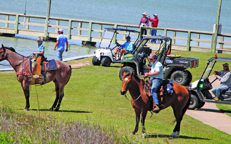 Sentinel Photo/Mike Reddell During the Huebner cattle drive, there was another contingent of volunteers tasked with moving the cattle away from the LCRA park bulkhead - with horses, golf carts and UTVs.