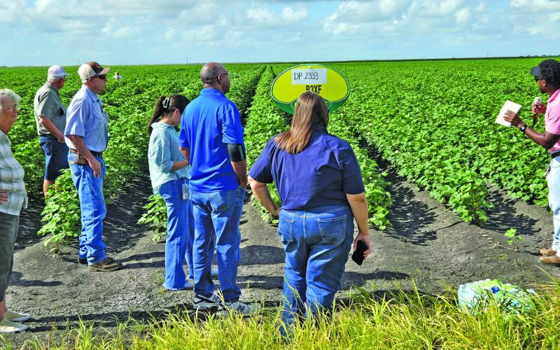 Sentinel Photo/Jessica Shepard Wharton County AgriLife Extension Program Specialist Simeon Ross, right, discussed the types of insect pests that have been visible in cotton crops in the area during Matagorda County’s annual “Row Crop Tour” on June 11. Tour attendees were able to get up close and personal with cotton, grain sorghum and corn trial crops.