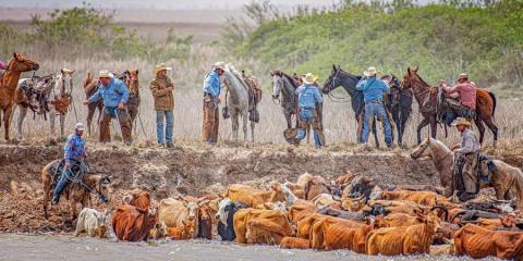 Photo courtesy of Stephanie Janacek Roe Cowboys mount up for next step in the Spring Huebner cattle drive across Colorado River.