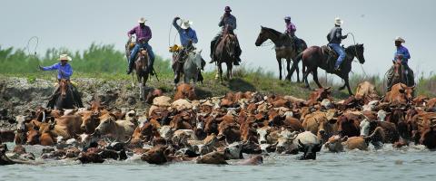 Photo by Margaret Doughty The Huebner Bros. Cattle Co. has been driving cattle across the Colorado River in Matagorda for over 100 years. Recently, the cattle swam from their winter pasture on the Matagorda Peninsula and landed on the banks of Matagorda Bay Nature Park before heading to their summer pasture on the family’s ranch south of Bay City.