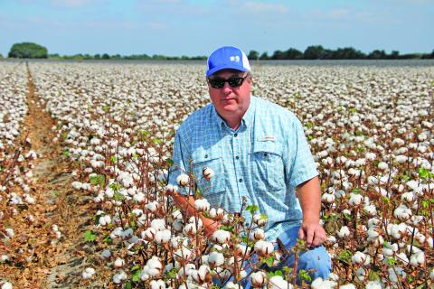 Sentinel Photo/Mike Reddell Cotton farmer Paul Sliva examines cotton crop on acreage north of Bay City.