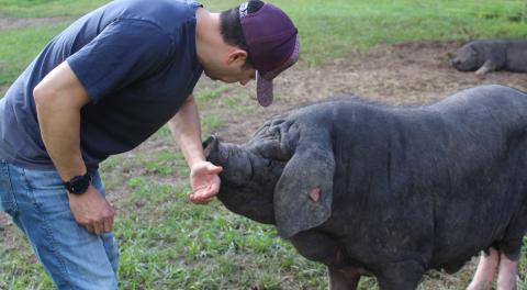 Sentinel Photo/Jessica Shepard Councilman Ben Flores provides an inside look at ‘right to farm’ swine operation in south Bay City.