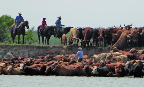 Sentinel Photo/Mike Reddell Cowboys help push the cattle drive across the Colorado River last week as part of annual Huebner Cattle Drive.