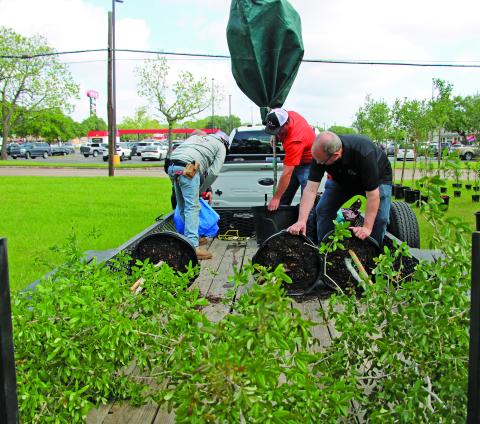 Sentinel Photo/Mike Reddell Getting four oak trees ready for travel across county was an effort at the Bay City Chamber of Commerce & Agriculture’s 61st Annual J. C. Lewis Oak Memorial Tree Sale” Friday, April 18. The trees are provided by A-Team Landscaping and the four trees pictured above were purchased for Hawley Cemetery, midway between Blessing and El Maton.