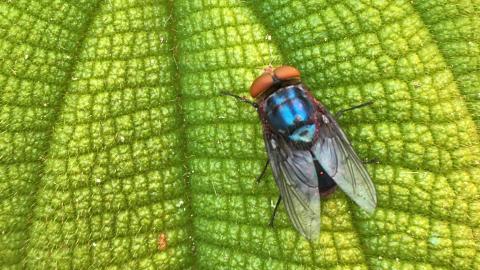 Screwworm fly New World Screwworm (NWSW)