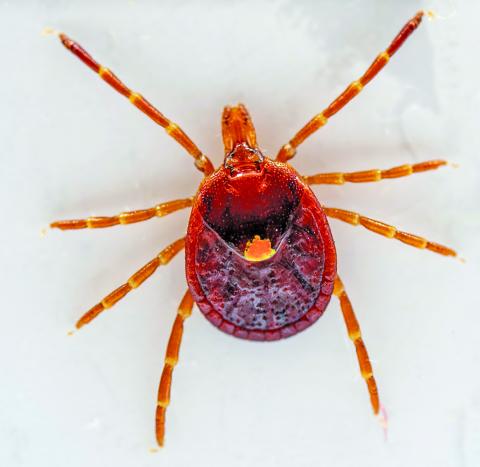 The Lone Star tick is possibly the most iconic human biting tick and is recognizable for its iridescent spot on the back of a female adult tick. (Michael Miller/Texas A&M AgriLife)