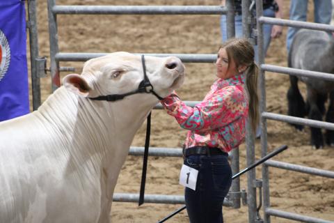 Sentinel Photos/MaLinda Reddell Matagorda County Fair & Livestock Association's Livestock 2026 Grand Champion steer was shown by Van Vleck FFA member Laynee Matchett.