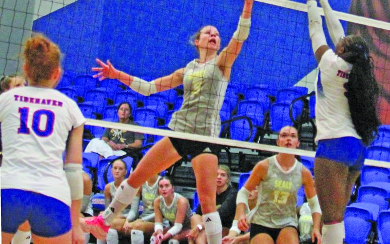 Photo from Anna Hernandez High reaching at the net marked this play at Tidehaven’s volleyball tournament last week.