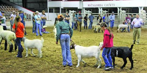 Sentinel photo/Mike Reddell Matagorda County youngsters raising lambs and goats for show get some expert guidance from an expert at a lamb and goat clinic Saturday, Jan. 8, at the county fairgrounds. 