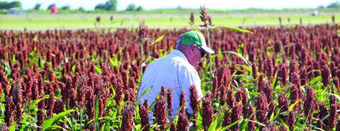 Sentinel photo/Mike Reddell A farmer examines a grain sorghum field as part of the 2022 Matagorda County Crop Tour Thursday, June 23. About 25 people were on the tour and heard speakers representing several aspects of agriculture.