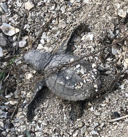 Emilee DeForest, Texas A&M AgriLife Extension Turtle in nest.