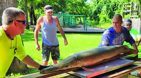Courtesy photo The first weigh-in of the City Parks & Recreation Department Riverside Fishing Tournament June 2-3 was this 108.4 pound Alligator Gar that was caught by Carlos Miranda. The winners of the Riverside Fishing Tournament were: 1st Place Alligator Gar – Youth - Marley Munson - 19.2 lbs; 1st Place Catfish – youth - Marley Munson - 4.3 lbs; 1st Place Alligator Gar – Adult - Carlos Miranda - 108.4 lbs; 1st Place Catfish - Wesley Martin - 20.2 lbs; and 2nd place Catfish - Ricky Munson - 3.4 lbs.