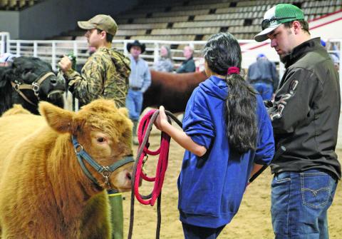 Sentinel Photo/Mike Reddell A young exhibitor talks with a showmanship judge on showing her steer, as exhibitors participated in steer, lamb/goat and swine clinics at the Matagorda County Fairgrounds Saturday, Jan. 6. The clinics sharpen exhibitors’ showmanship skills in controlling and showing animals in the arena. The Matagorda County Fair Junior Livestock Show will begin Feb. 27 through Feb. 29.