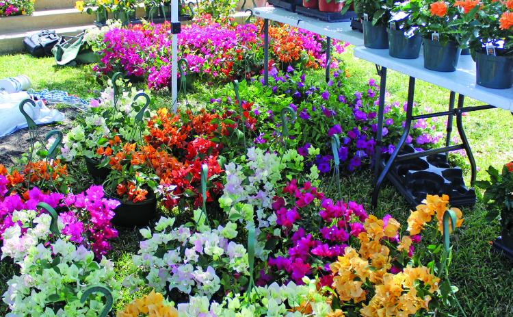Sentinel photo/Jessica Shepard Landa's Back Porch Gardens, Inc. booth was overflowing with colorful blooms - giving Matagorda County Courthouse a swath of Spring hues - during this month's Matagorda County Trade Days, Saturday, April 23.