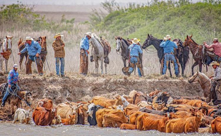 Photo courtesy of Stephanie Janacek Roe Cowboys mount up for next step in the Spring Huebner cattle drive across Colorado River.