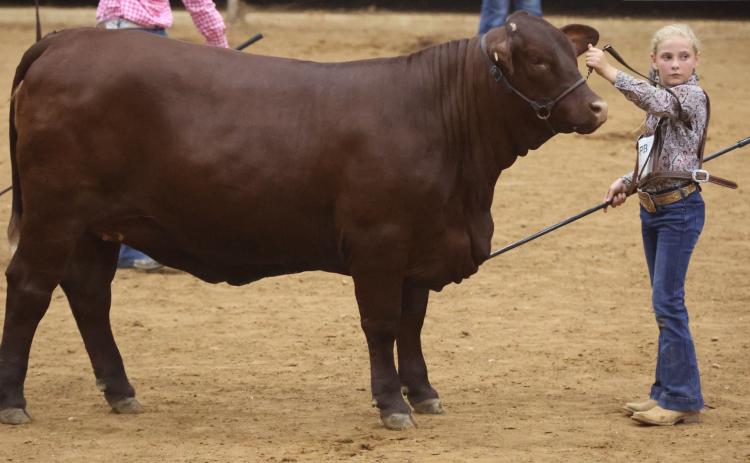 Contributed photo Kinsley Kubecka was 2022 NJSGS female Show Class 12 Winner at the National Santa Gertrudis Junior Heifer Show in Texarkana, Ark., June 24. Her heifer’s breeder is Wendt Ranches.