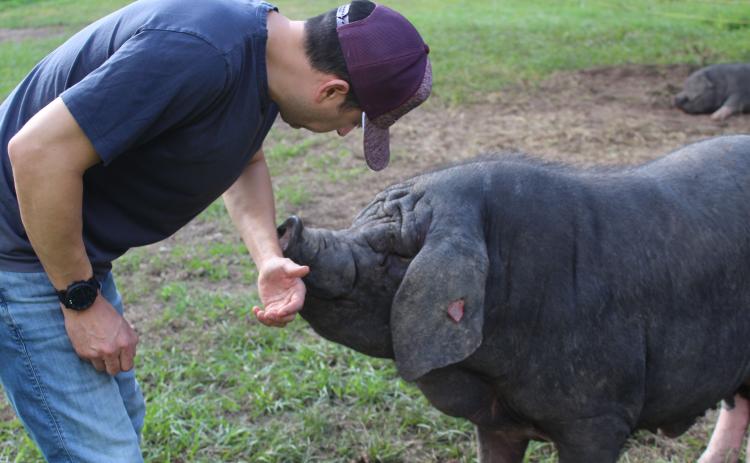 Sentinel Photo/Jessica Shepard Councilman Ben Flores provides an inside look at ‘right to farm’ swine operation in south Bay City.