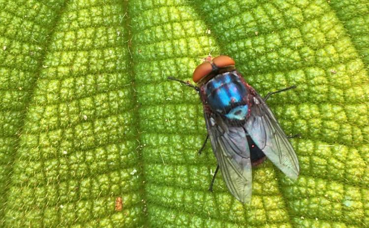 Screwworm fly New World Screwworm (NWSW)