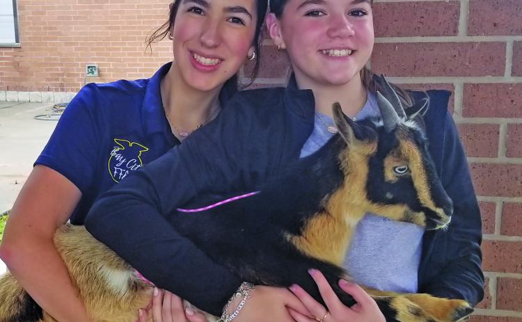 Sentinel photo/Mike Reddell Two members of the Bay City FFA show off a goat and shared information during Bay City High School's "Annual Academic & CTE Showcase" on Friday, Feb. 13.