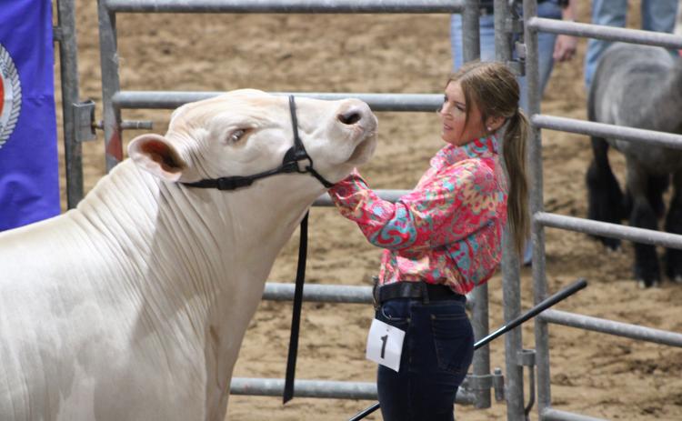 Sentinel Photos/MaLinda Reddell Matagorda County Fair & Livestock Association's Livestock 2026 Grand Champion steer was shown by Van Vleck FFA member Laynee Matchett.